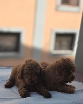 i cuccioli della trudi