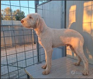 Spinone italiano