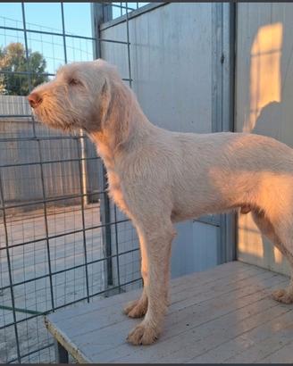 Spinone italiano