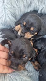 Cuccioli bassotto nano