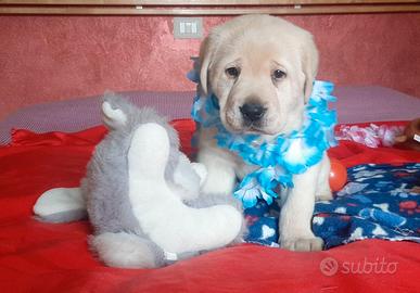 Cuccioli labrador retriever con pedigree