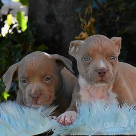 Cuccioli di American Bully XL