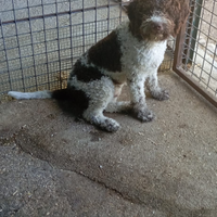 Cane lagotto romagnolo con pedigree ENCI