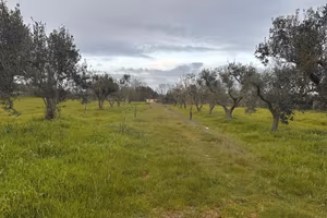 Terreno Agricolo Uliveto Seminativo Selva San Vito