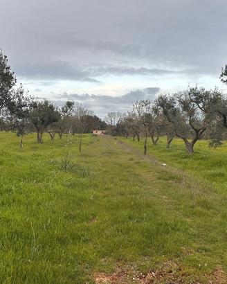 Terreno Agricolo Uliveto Seminativo Selva San Vito