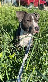 Amstaff