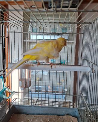 Canarini Arricciati