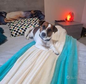 Jack russell terrier  , femmina 4 anni  maschio 5 