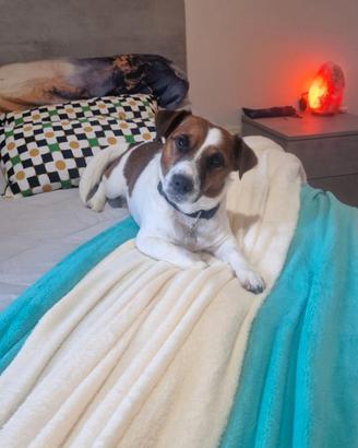 Jack russell terrier  , femmina 4 anni  maschio 5 
