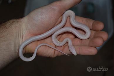 Serpente del grano - Scaleless Snow Stripe