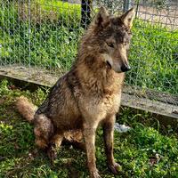 Cuccioli cane lupo cecoslovacco