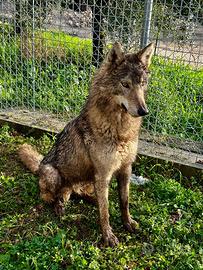 Cuccioli cane lupo cecoslovacco