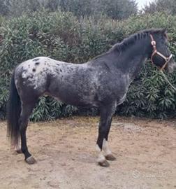 Cavallo Appaloosa