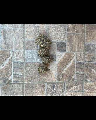 Tartarughe di terra Hermanni