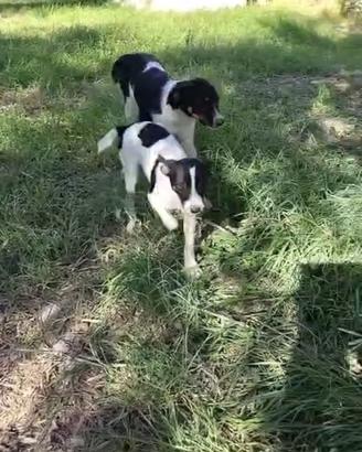 Cuccioli taglia futura 12/15 kg