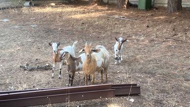 Capre al posto di galline ornamentali o oche