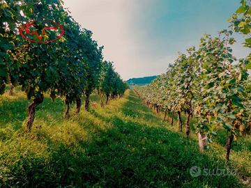 Terreno di 27000 m² a Bucine