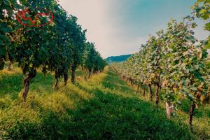 Terreno di 27000 m² a Bucine