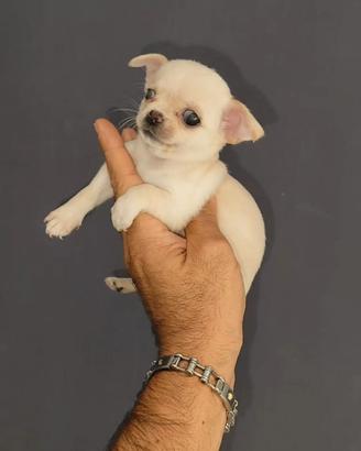 Chihuahua Toy femmina bianca