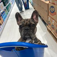 Bulldog francese Monta