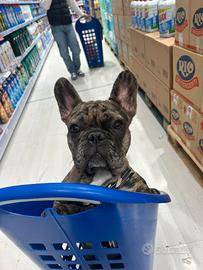 Bulldog francese Monta