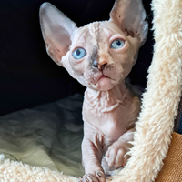 Gattini Sphynx e Sphynx Elf meravigliosi