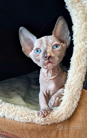 Gattini Sphynx e Sphynx Elf meravigliosi