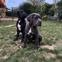 Cucciolo cane corso alta genealogia