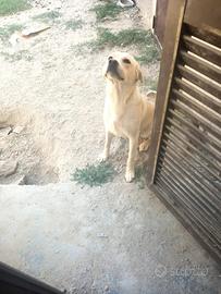 Labrador