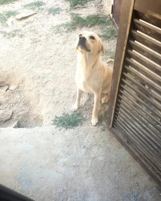 Labrador