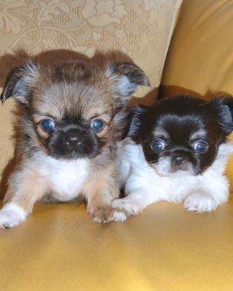 Cuccioli di chihuahua taglia piccola