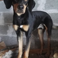 Grifo nero valnerino