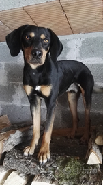 Grifo nero valnerino