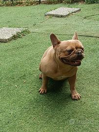 Bouledogue bulldog femmina