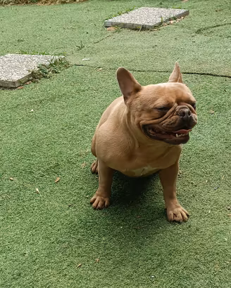 Bouledogue bulldog femmina