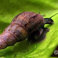 Gli spazzini dell'acquario Melanoides tuberculata