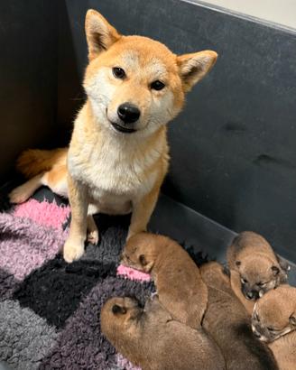 Shiba rosso fulvi pedigree ENCI all. con affisso