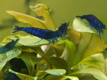 Neocaridina davidi Blue Sapphire