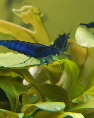Neocaridina davidi Blue Sapphire