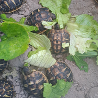 Tartaruga