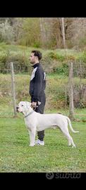Cane da monta DOGO ARGENTINO