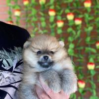 Cuccioli di Spitz nano Pomerania