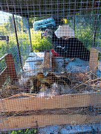 Anatroccoli di anatra muta PURA