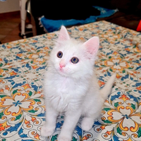 Gatto d'angora turco