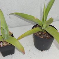 AGAVE VILMORINIANA