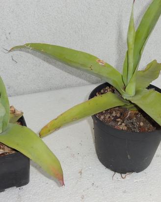 AGAVE VILMORINIANA