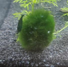 Marimo (Aegagropila linnaei)
