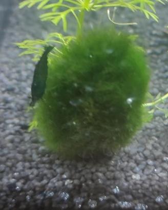Marimo (Aegagropila linnaei)