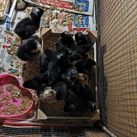 Pulcini galli ed altro