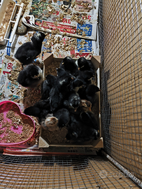 Pulcini galli ed altro